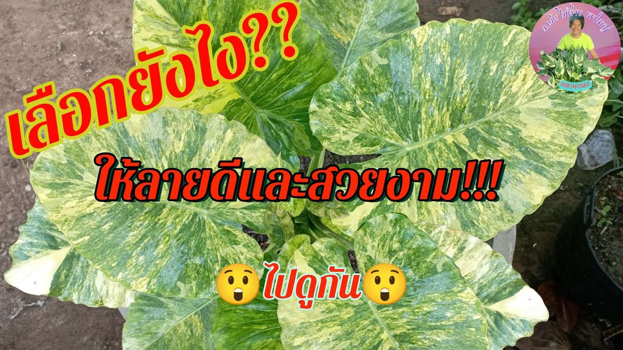 เลือกยังไง??? บอนหูช้างด่างเหลือง.ลายแบบไหน.??จะให้ลูกลายดีดี.ไปดูกันครับ!!!