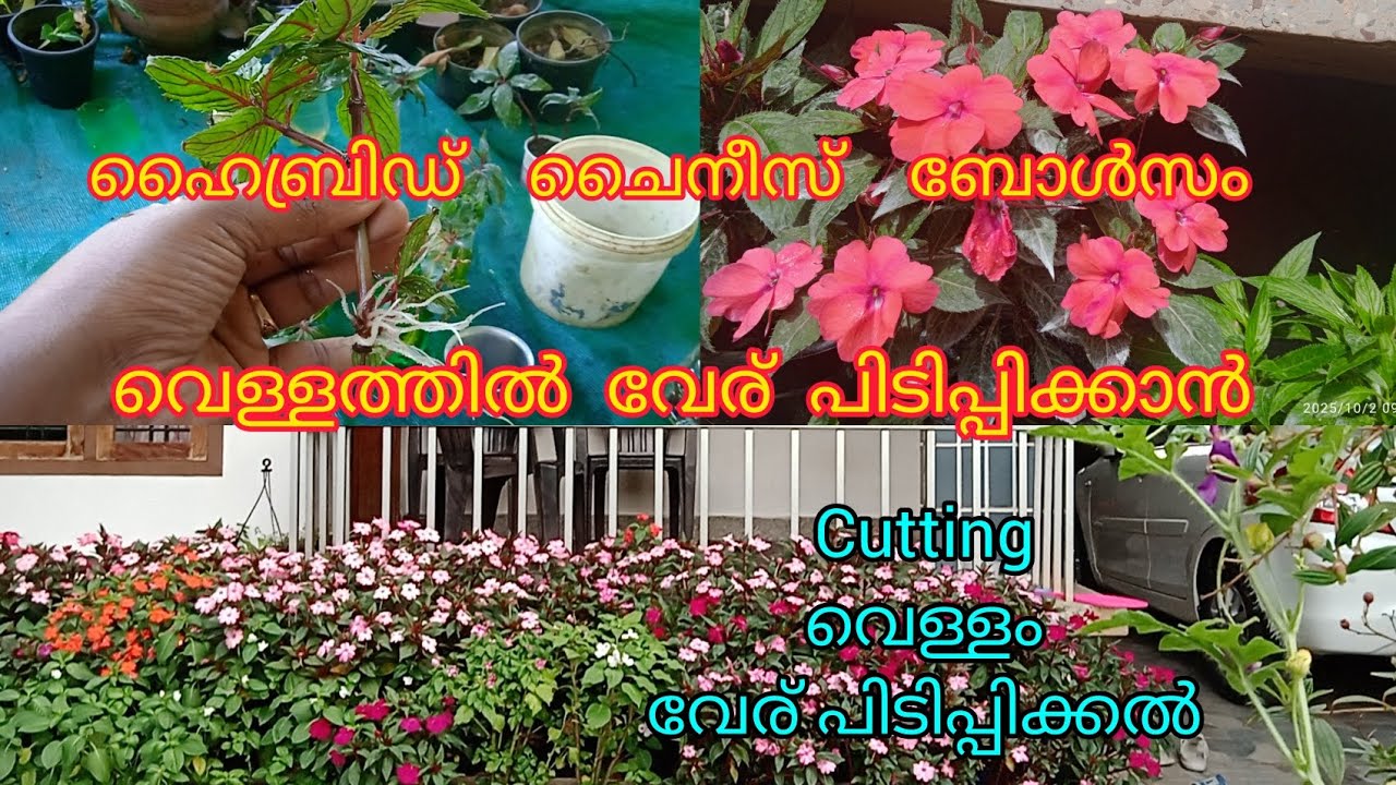 ഇത്രയും എളുപ്പമാണോ# ബോൾസം വേര് പിടിക്കാൻ @High range garden