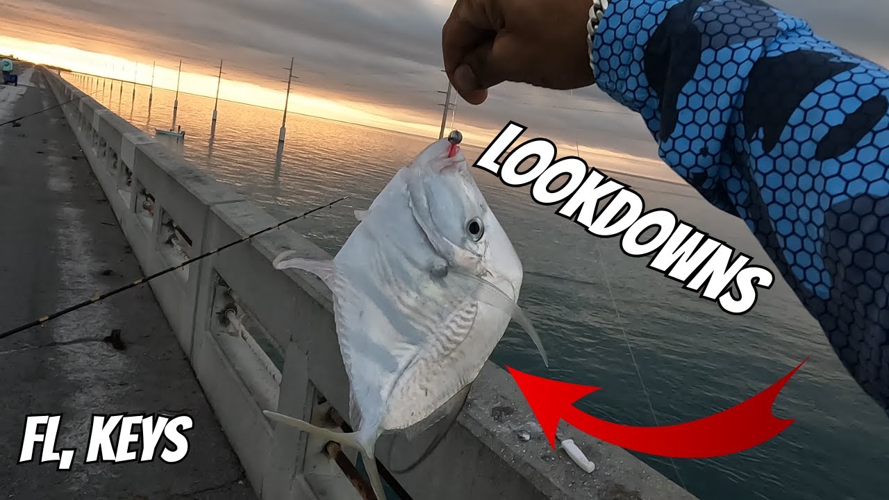 FloridaKeys BridgeFishing with Thumper Shrimp  LookDown&Snapper LandBased Fishing #fishing #youtube
