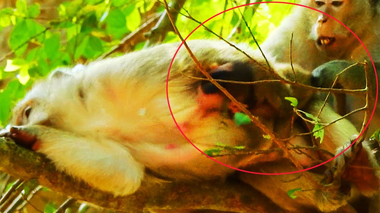 OMG! Brindy Monkey Was Disturbed To Drink Milk By Duchess Monkey By Pull Tail Of Brindy So Hurts