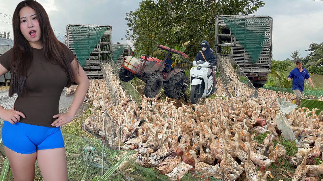 Full Video: Ducks Move from Boats to Trucks in a Massive Migration Across Rural Vietnam