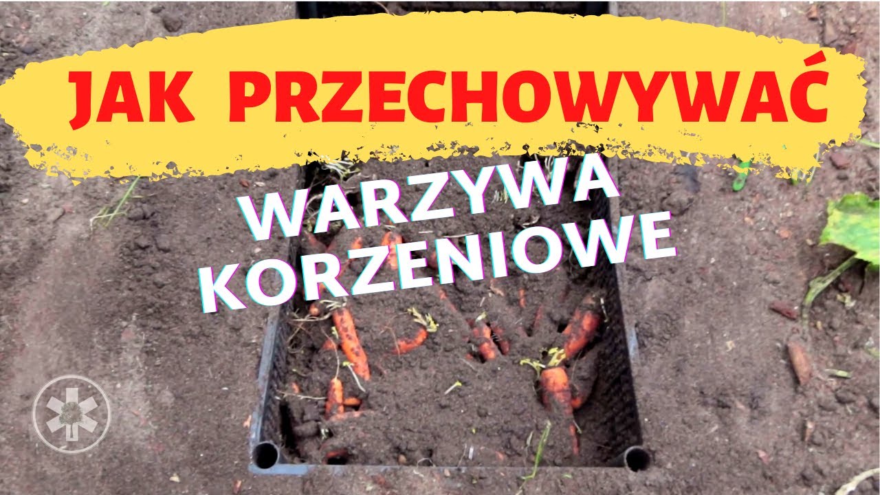 Jak przechować warzywa korzeniowe?