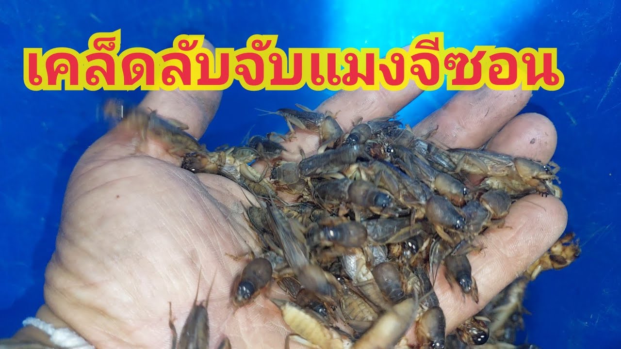 เคล็ดลับง่ายๆจับแมงจีซอน