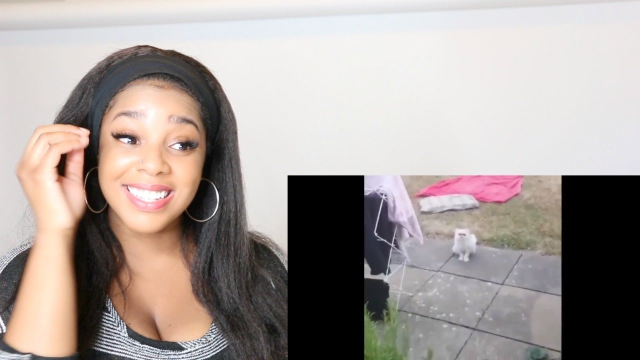 THE BEST OF PERFECTLY CUT SCREAMS | Reaction