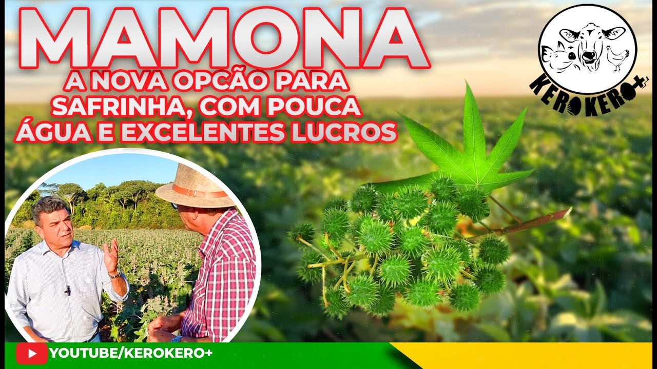 MAMONA! A NOVA OPÇÃO PARA SAFRINHA, COM POUCA ÁGUA E EXCELENTES LUCROS .