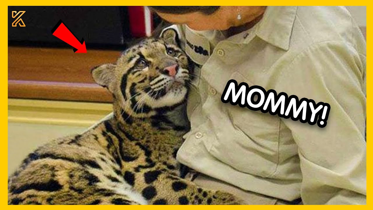 So Sweet! 💕 When Animals Showing Love to Human by Their Cute Way
