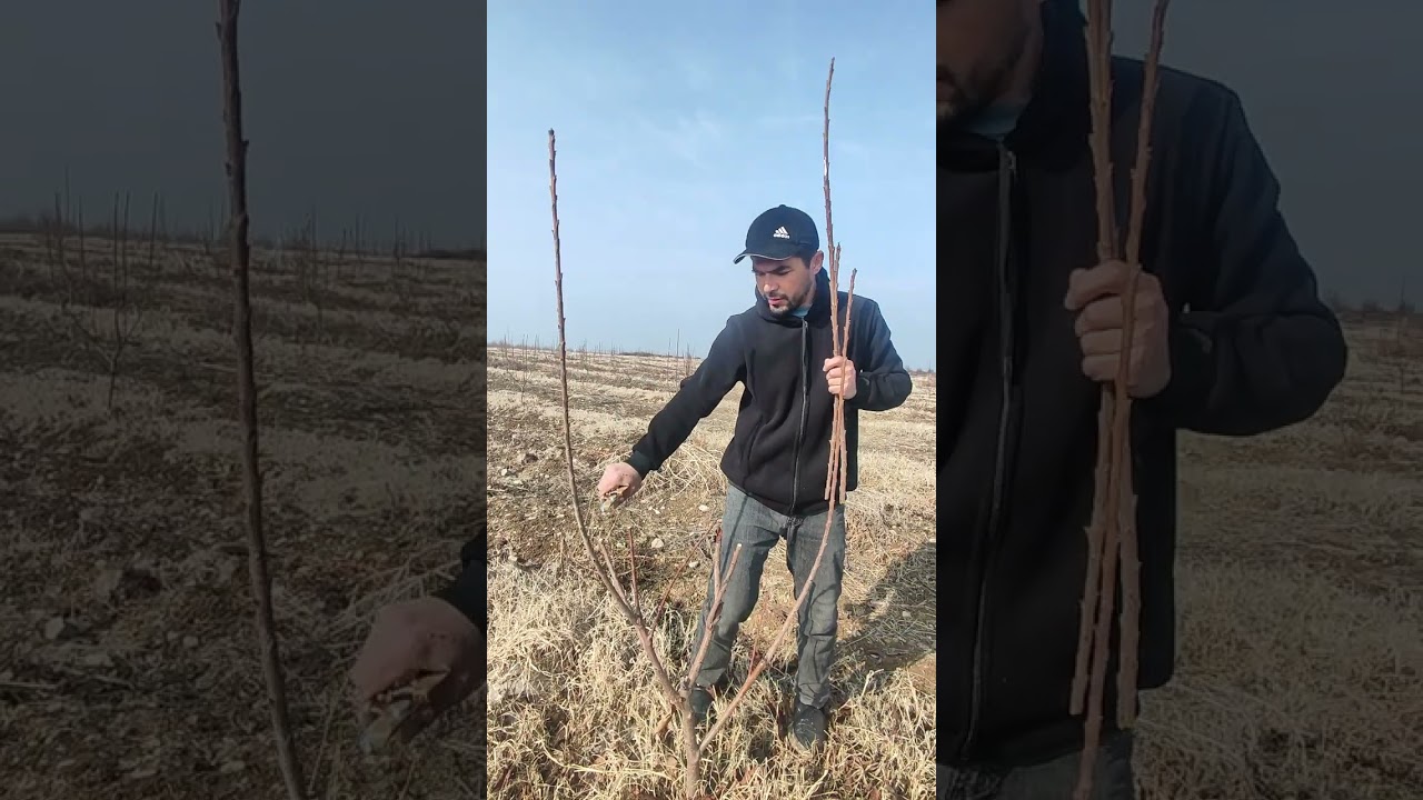 2 ЙОШЛИК СВИТ АРИЯНА 🍒 ГИЛОCИНИ КЕСИШ ЖАРАЙОНИ