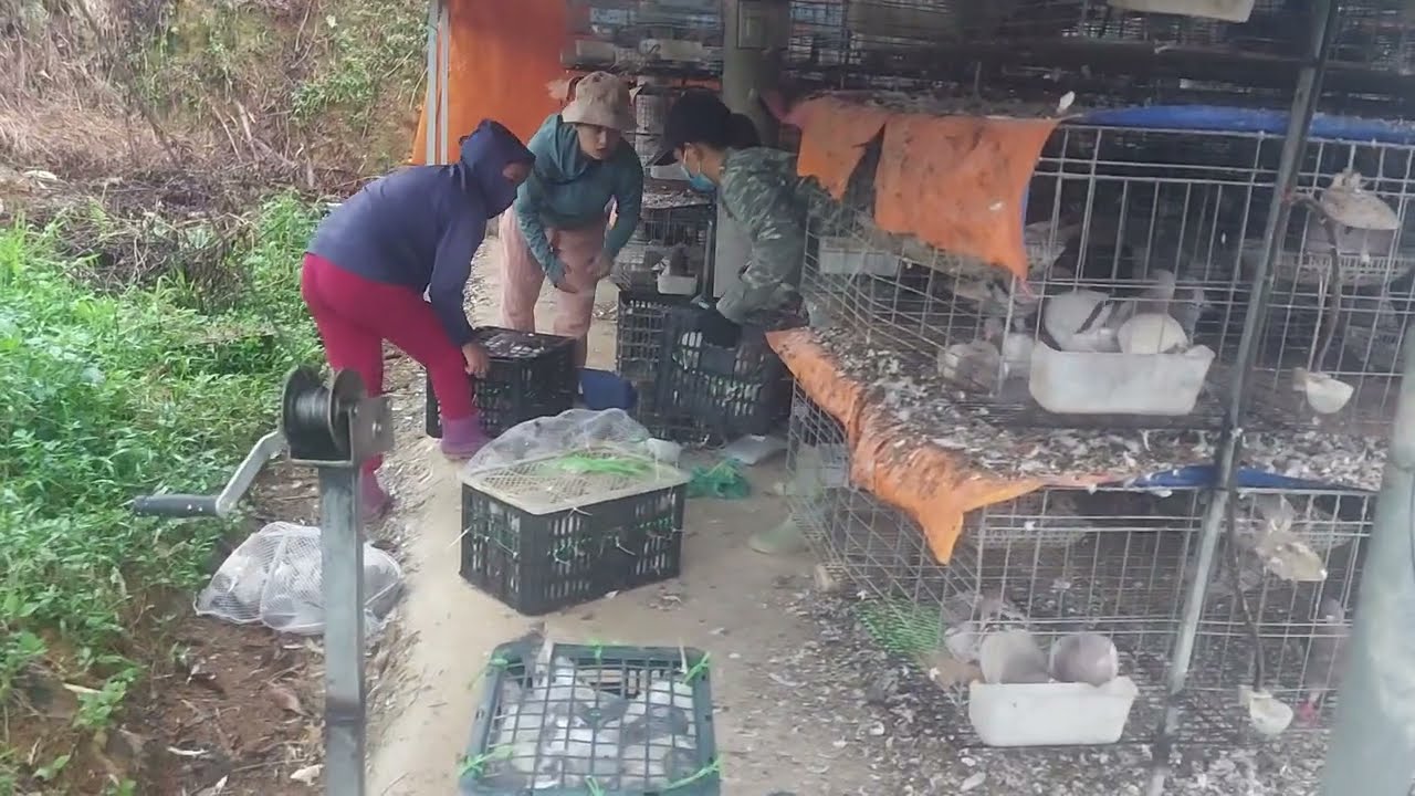 Cách bán chim bồ câu thịt dễ dàng hơn zalo 0964 536 193