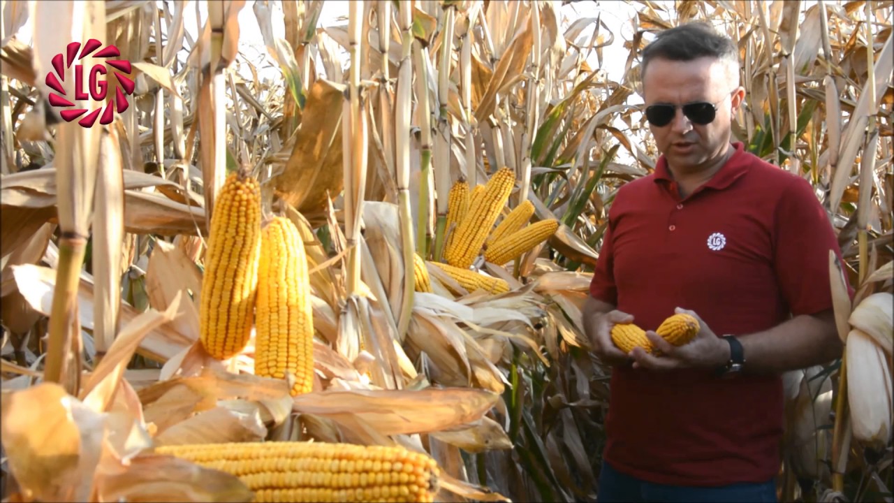 Limagrain Turkiye - LG 30.500 BRAND CORN SEED...LG 30.500 MISIR ÇEŞİDİ...