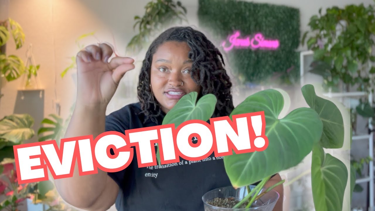 I LOATHE this plant | Philodendron Gloriosum update +  repot