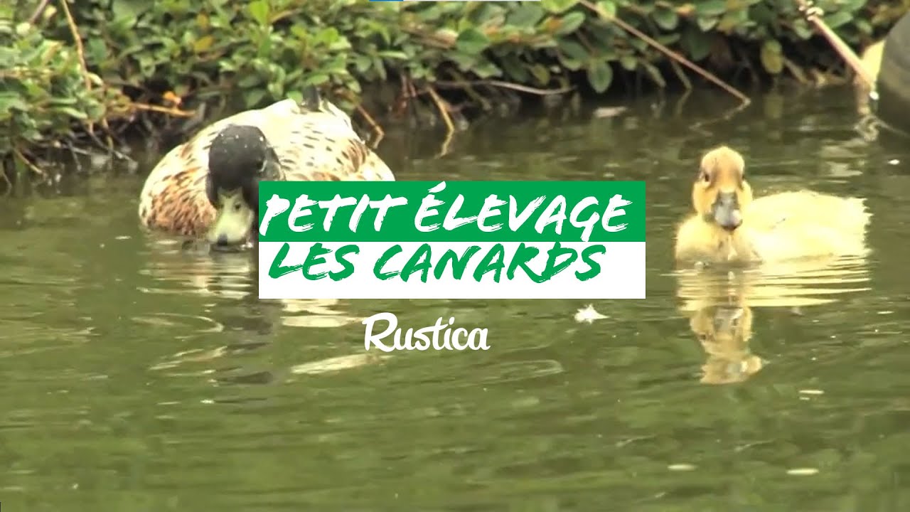 Elever des canards chez soi