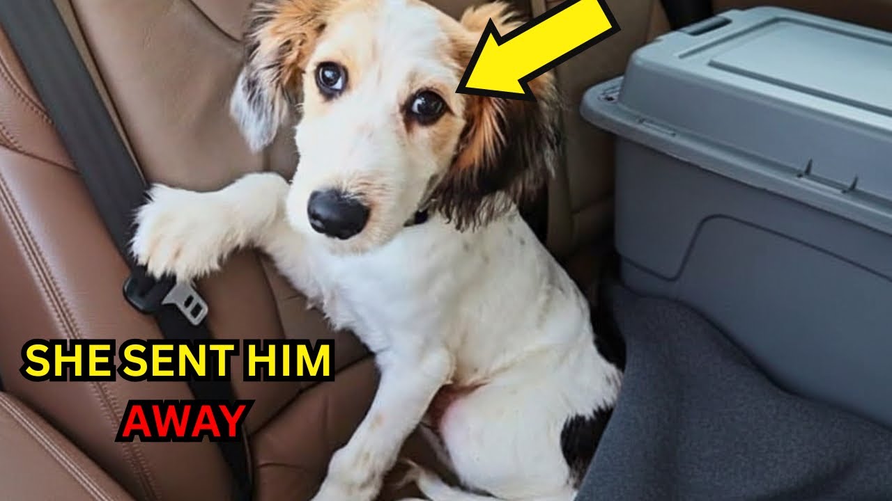 SHE SENT HER DOG TO A SHELTER — WHAT SHE DID NEXT SHOCKED ME