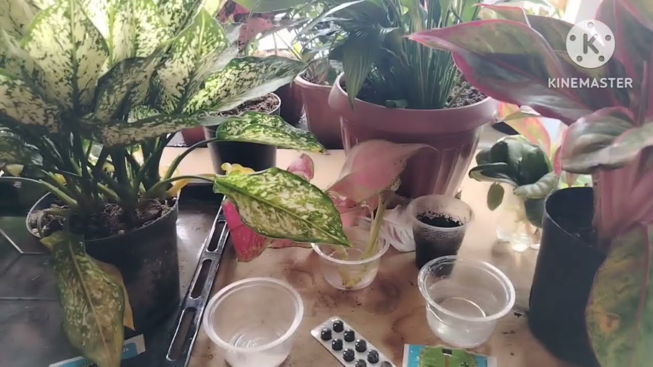 Kаrnivin va Aktivniy ugolni gullarga qullanishi va uning foydasi xaqida malumot.