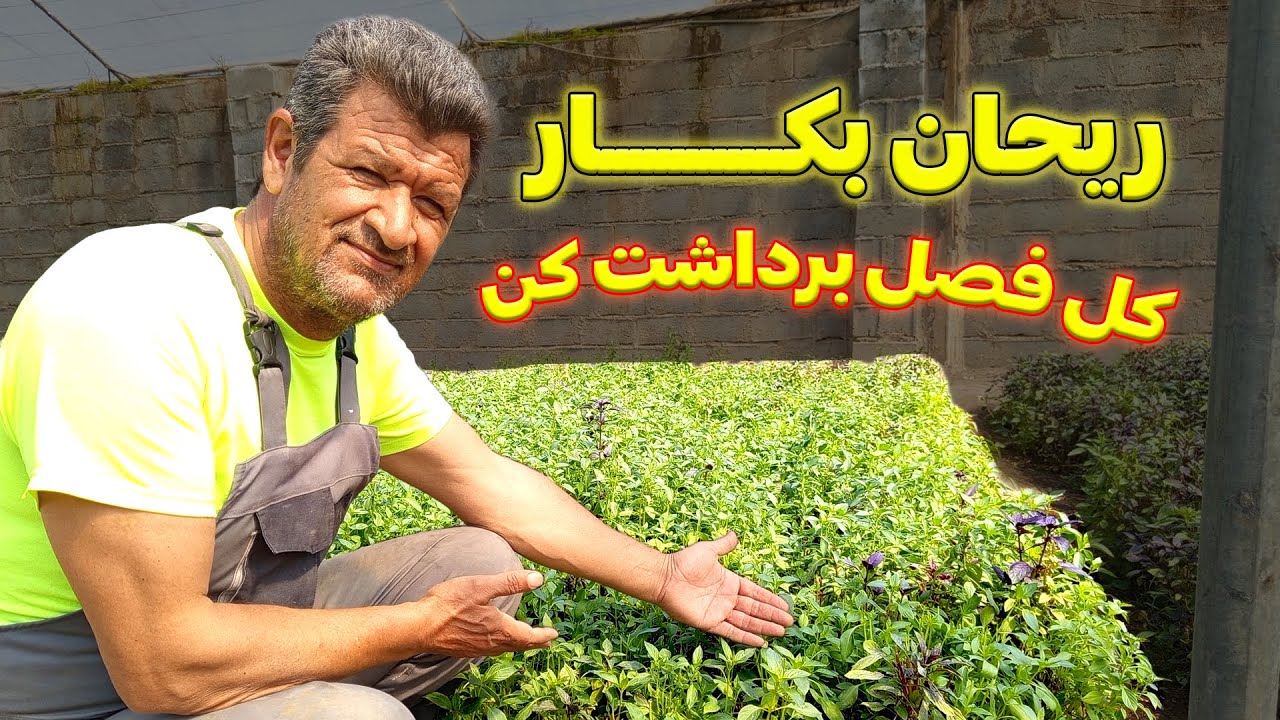 بهترین روش برای کاشت ریحان| دیگه توی خونه ریحون داری !