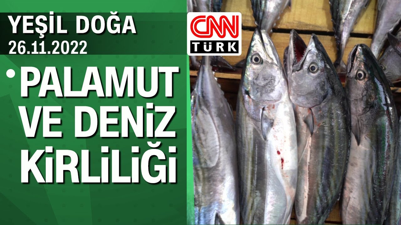 Karadeniz'deki palamut balığının bereketi ve çevre kirliliğinin hikayesi - Yeşil Doğa 26.11.2022