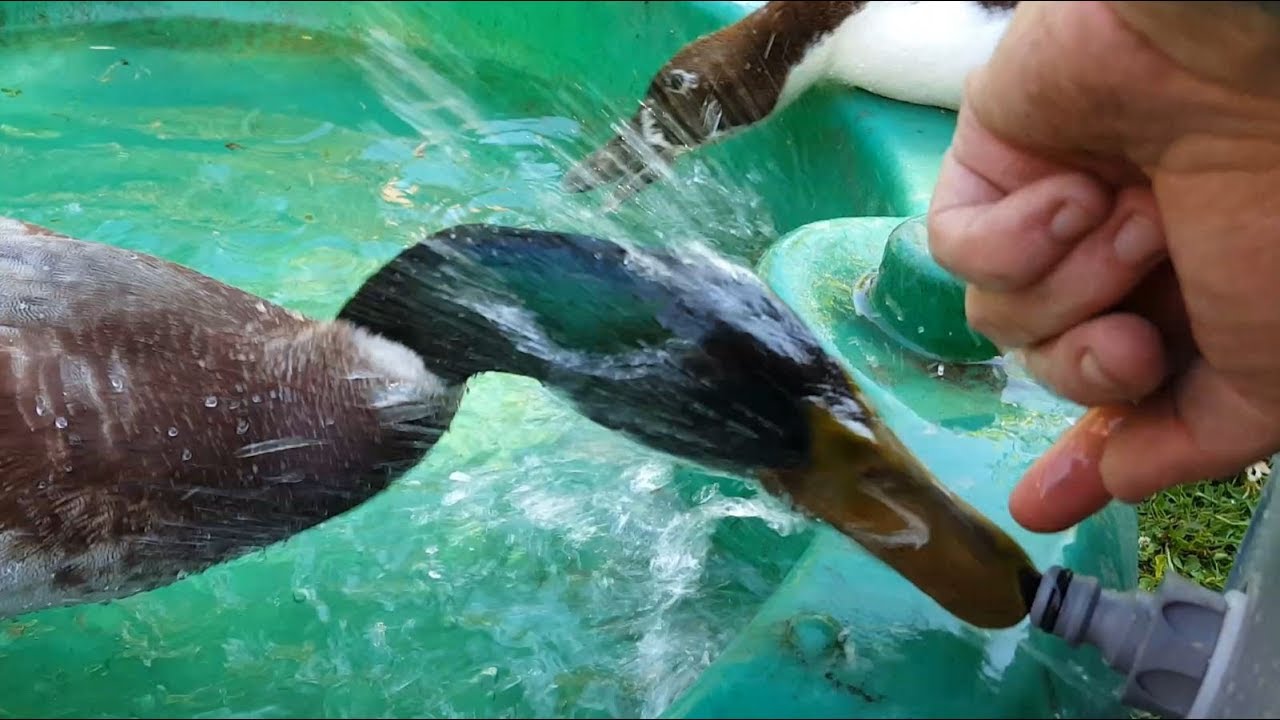 Duck Pen Revamp with improved pond filter.