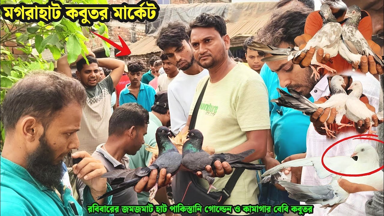 মগরাহাট কবুতর মার্কেট | রবিবারের জমজমাট হাট পাকিস্তানি গোল্ডেন ও কামাগার বেবি কবুতর সেল 