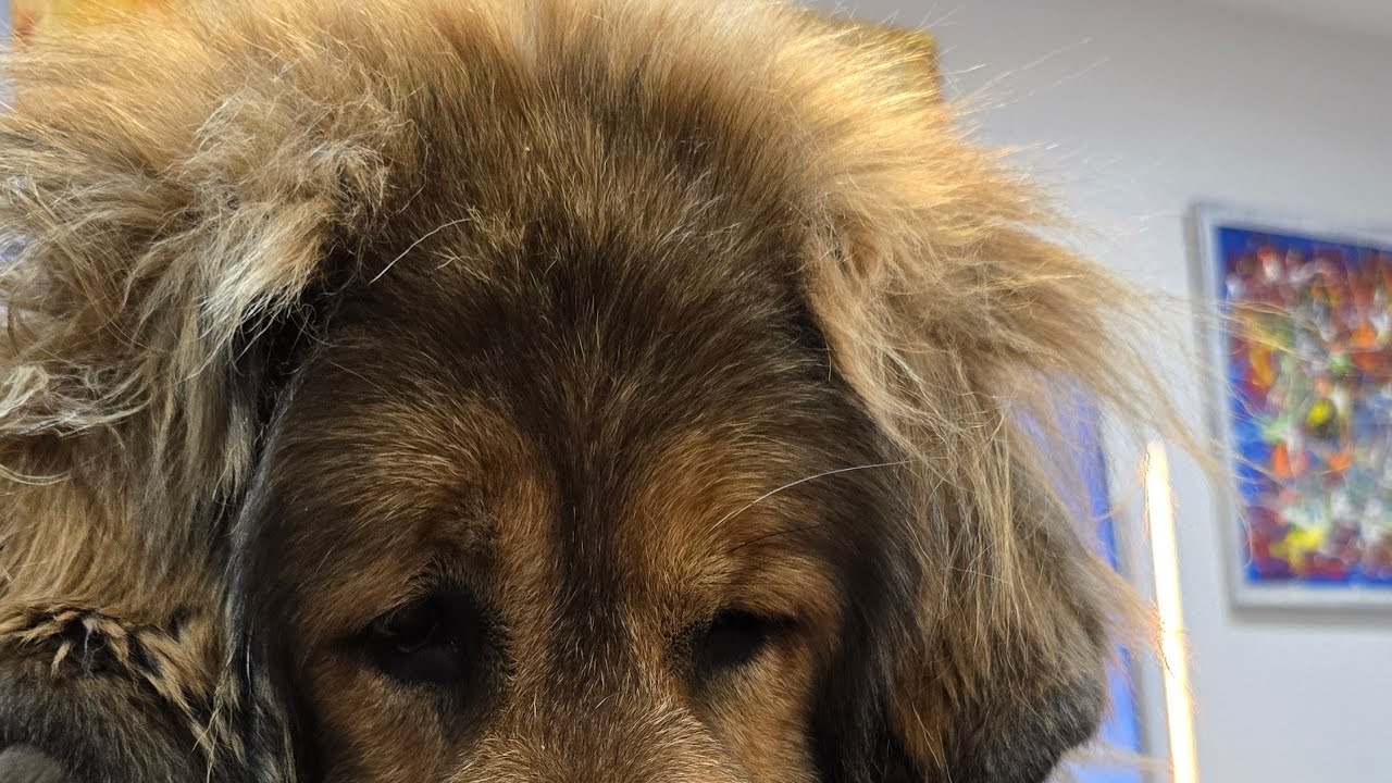 Thursday night dog treat chat
