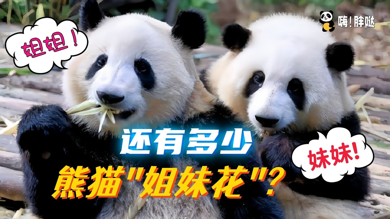 和花和叶，姐弟变成&ldquo;姐妹花&rdquo;，熊猫圏还有哪些双胞胎姐妹？是塑料姐妹情，还是相亲相爱一家熊？
