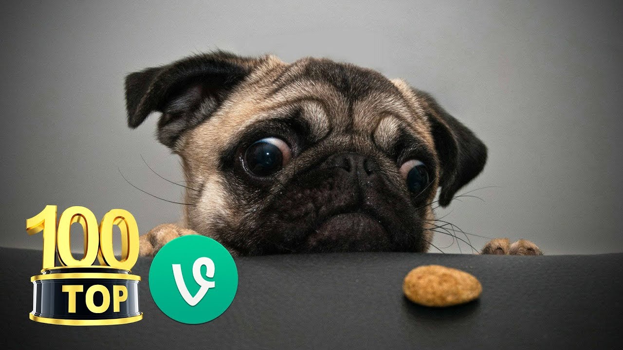 😂 Top 100 Grappige Honden Filmpjes en Videos #honden #grappig #hondenfilmpjes