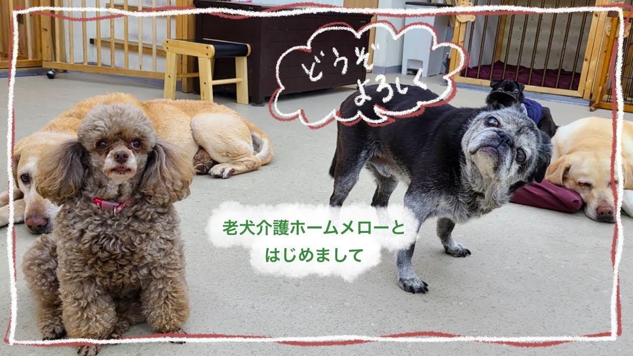 【老犬介護ホームメロー】はじめてのお友だちをお出迎え！