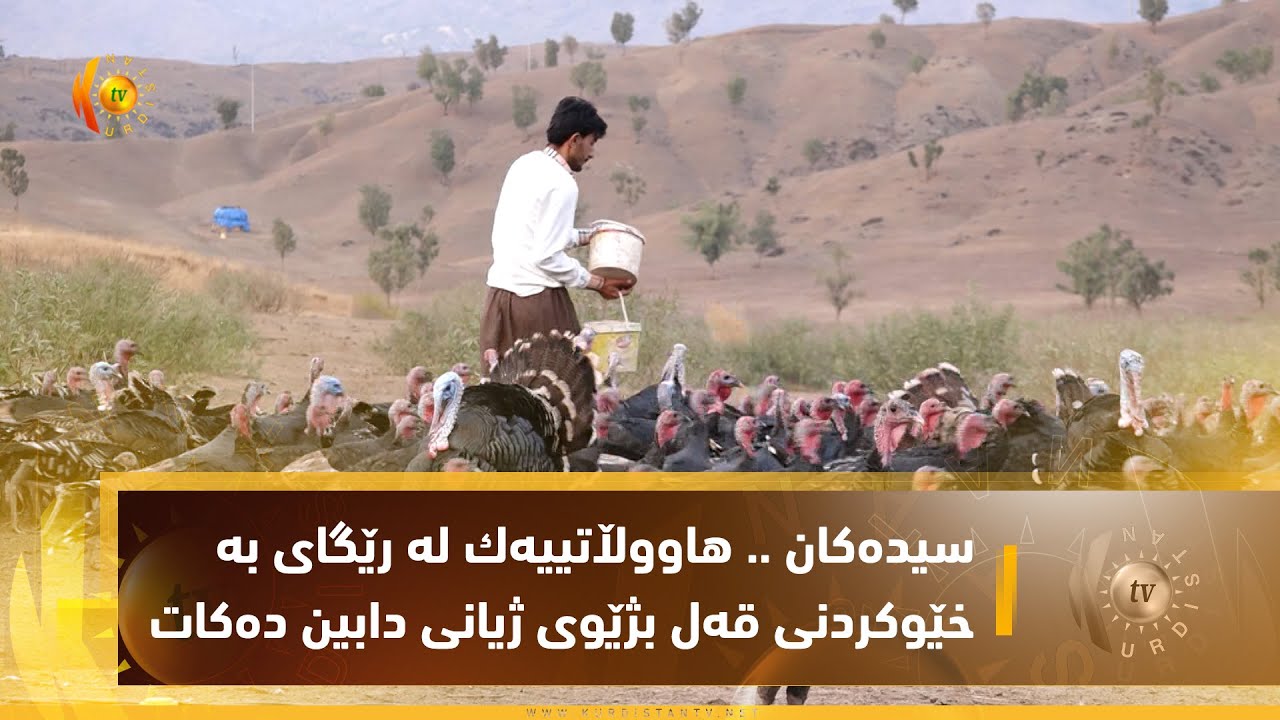 سیدەكان    هاووڵاتییەك لە رێگای بە خێوكردنی قەل بژێوی ژیانی دابین دەكات