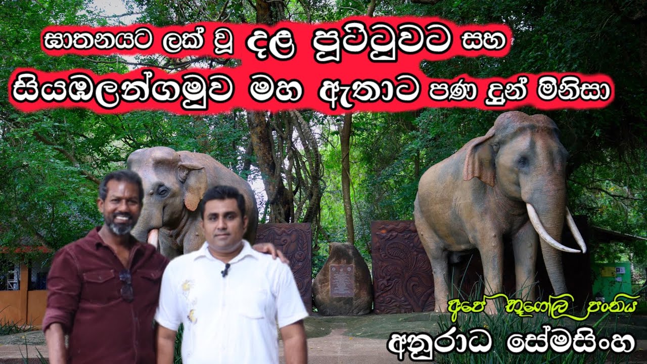 ඝාතනයට ලක්වූ දළ පූට්ටුවට සහ සිය‍ඹලන්ගමුවෙ මහ ඇතාට පණ දුන් මිනිසා |