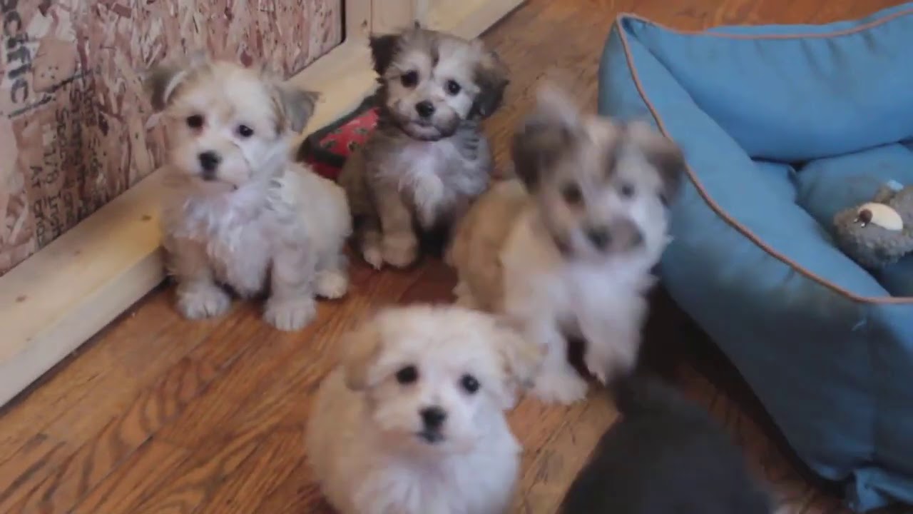 Cutest Havanese Puppies at Play