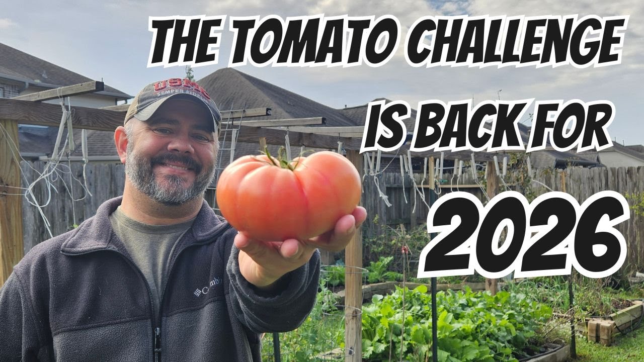 Томатный челлендж ВОЗВРАЩАЕТСЯ! 🍅🏆 Присоединяйтесь к #TomatoChallenge2026