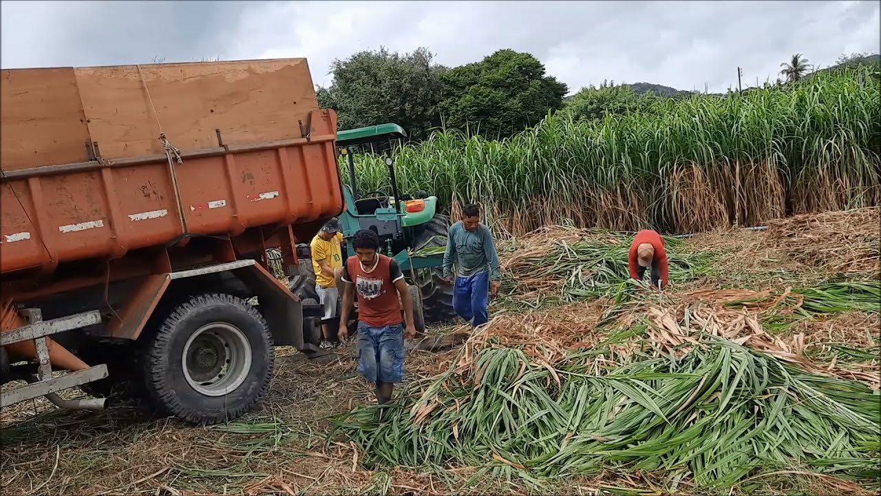 SILAGEM DE CAPIAÇU EM 5 DIAS! DICAS PARA NÃO ERRAR