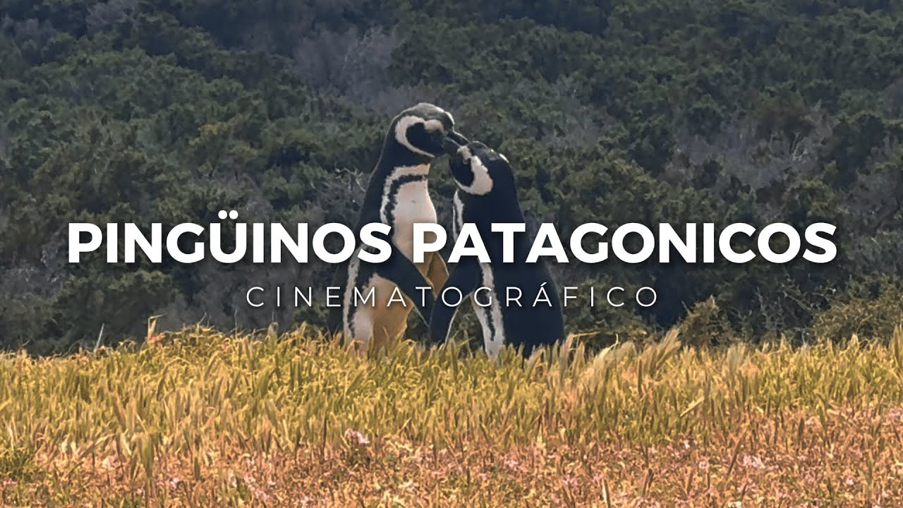 Ping&uuml;inos Punta Tombo, Patagonia Argentina Cinematogr&aacute;fico 4K