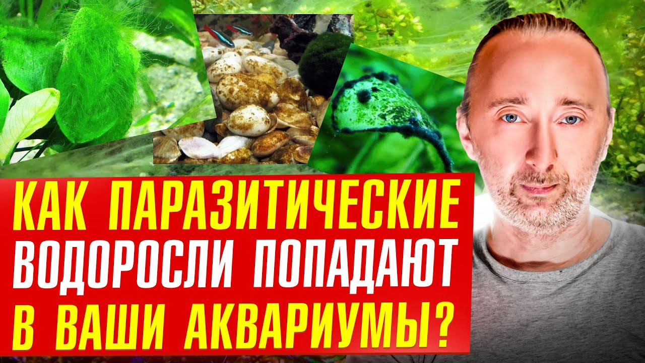 Как избавиться от водорослей – паразитов в аквариуме?