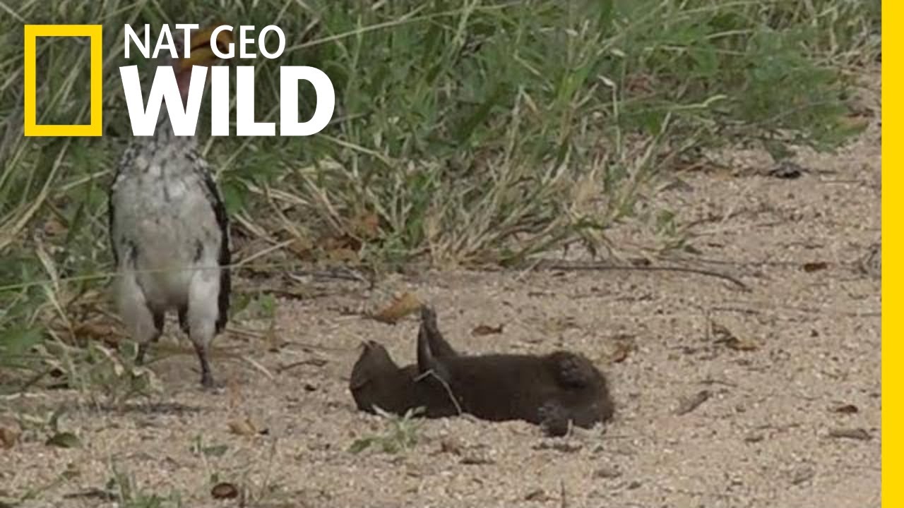 Is this Mongoose Playing Dead or Just Playing? | Nat Geo Wild