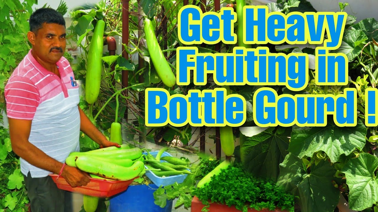 रामविलास जी कैसे लेते है एक ही पौधे से ज्यादा से ज्यादा घीया || Tricks to Boost Bottle Gourd