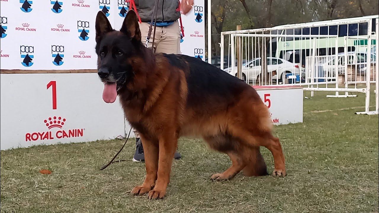 Sieger Argentino 2023 Primera Machos ovejeros alemanes
