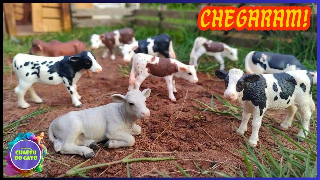 Chegou os Novos Bezerros Para a Fazenda