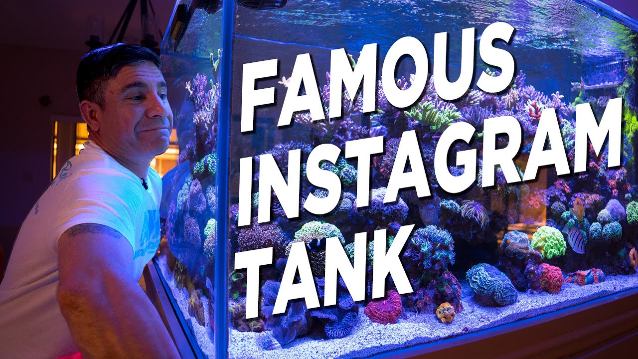 The Koralito's AMAZING 270 gallon mixed reef AQUARIUM