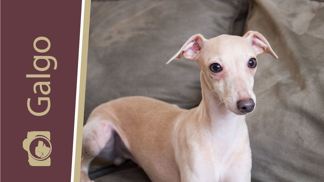 Galgo Italiano - Um lindo da Família dos Whippets