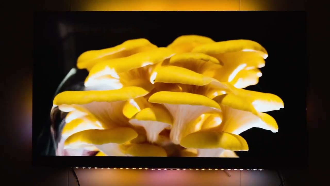 Амбилайт светодиодная лента MOES Ambilight 4K Wi-Fi HDMI 2.0b Sync Box для телевизора