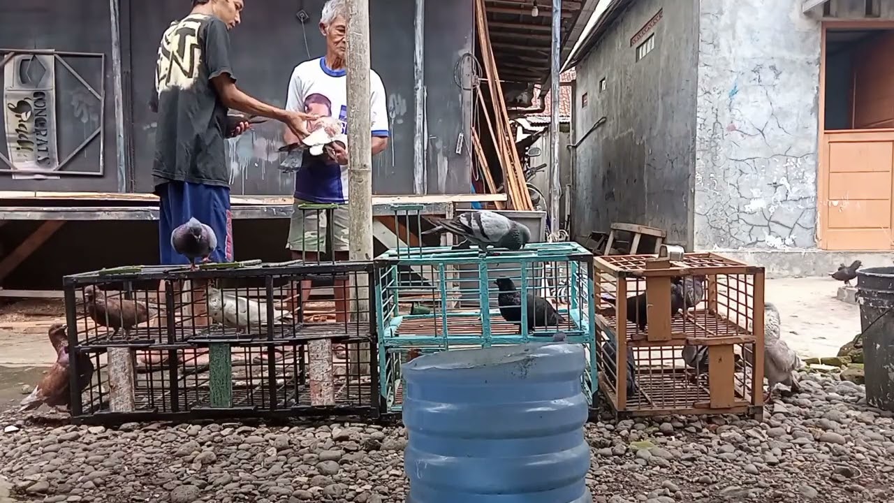 Lop tipis#jefrisuryopurnomo#Merpatilovers#merpatiindonesia#merpatikolong#merpati#pigeon