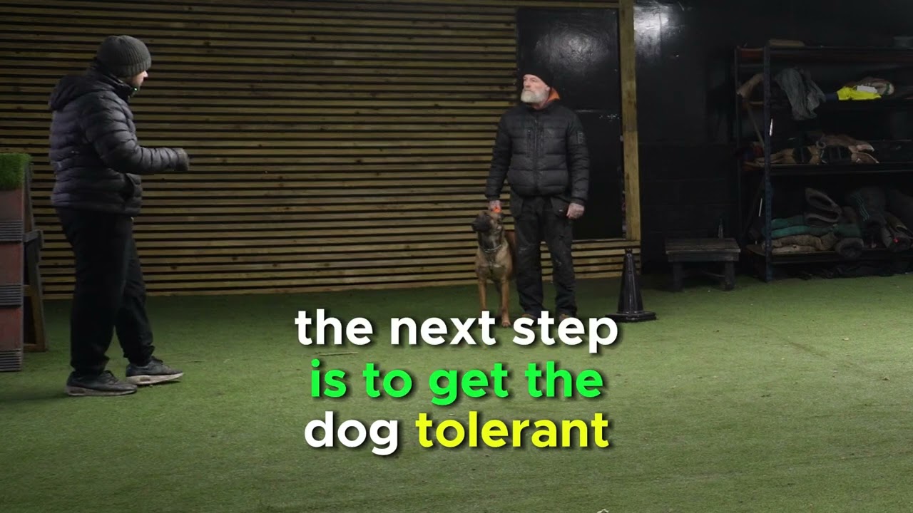 How to train a reactive dog Correctly .
