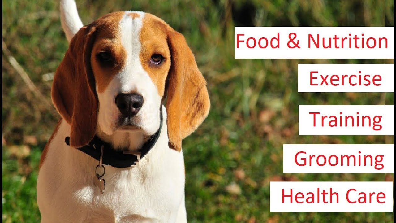 Beagle 101 - Feeding, Training, Exercise, Grooming & Health Care of a Beagle