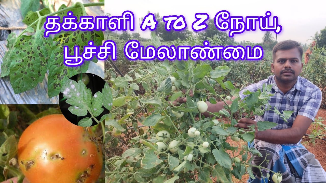 தக்காளி அனைத்து பூச்சி மற்றும் நோய் மேலாண்மை...