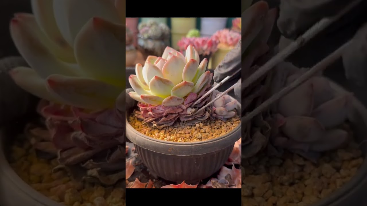 DEEP CLEAN-Removing Old Leaves for Relaxation 🌿ASMR Succulent clear-2026❤️