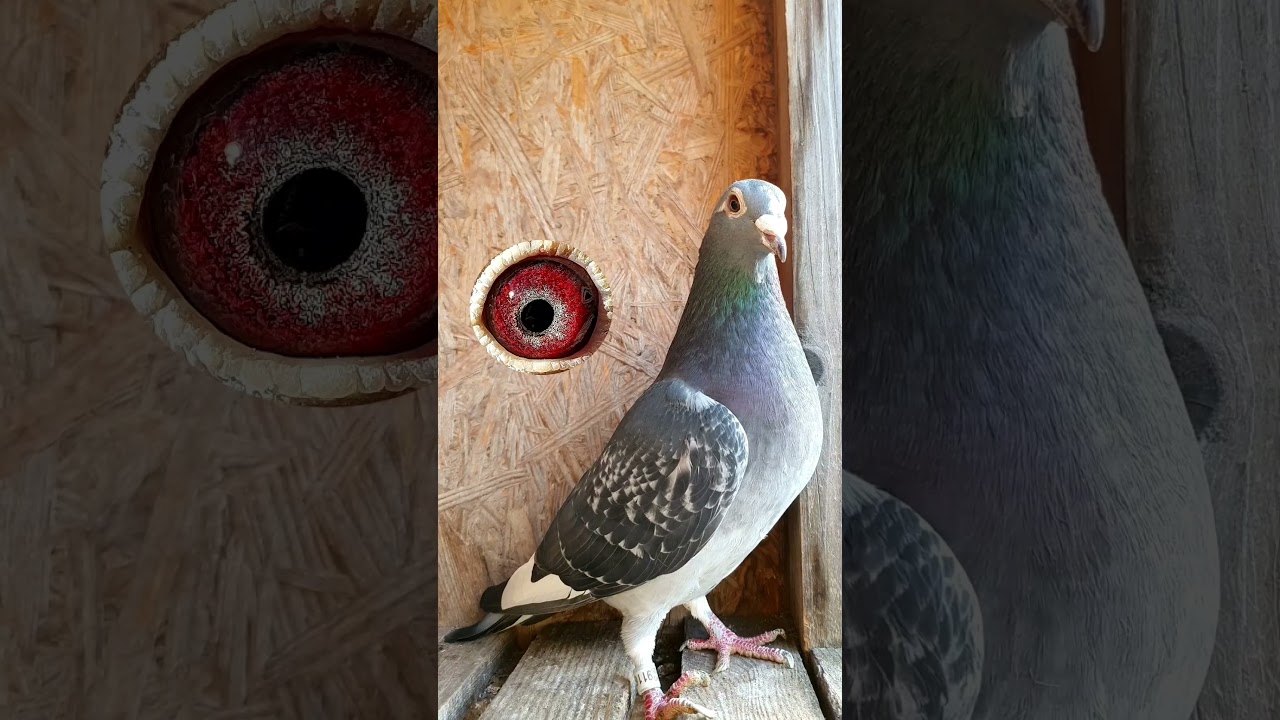 The Eyes of Racing Pigeons!