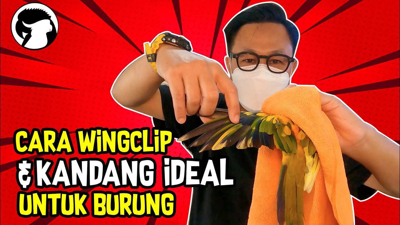 CARA WINGCLIP & KANDANG IDEAL UNTUK BURUNG