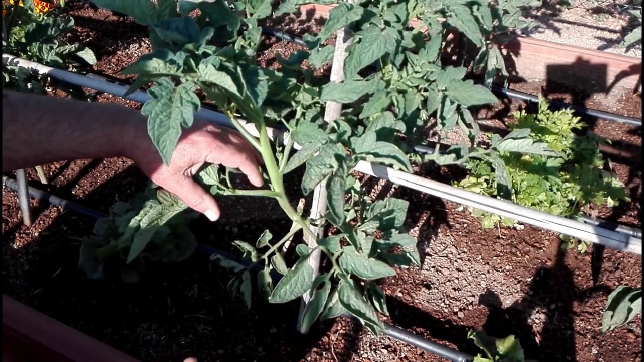 Como Podar los Tomates | Muy fácil || El Huerto de Silverio