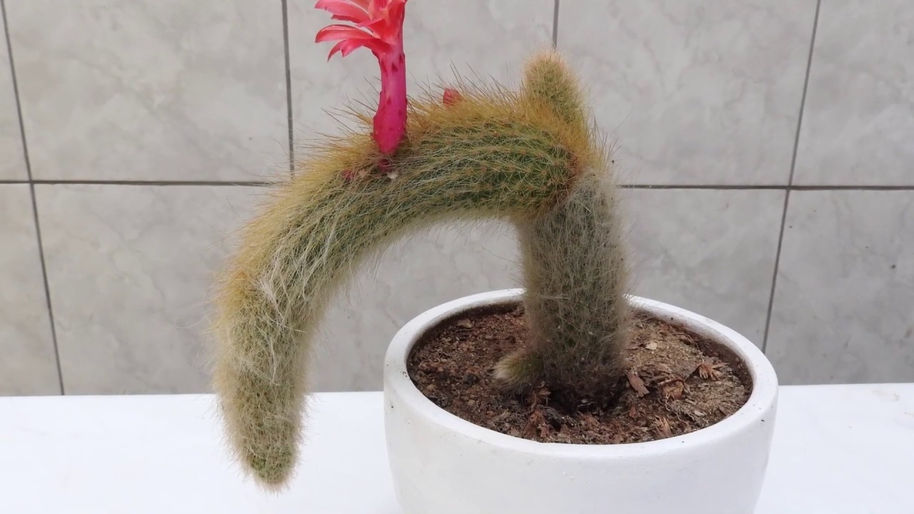 Bañando y abonando a las piernonas