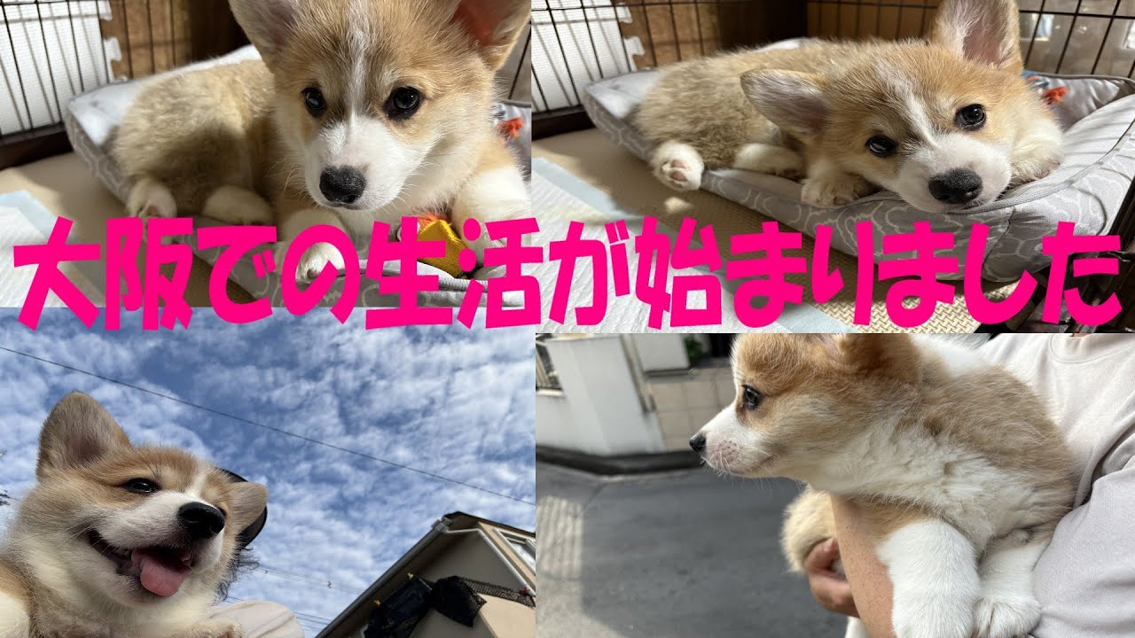 【大阪での生活】むぎ慣れた？