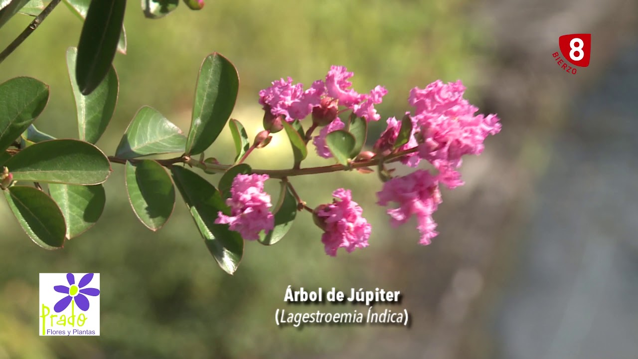 El árbol de Júpiter, características y cuidados - Tu jardín a punto
